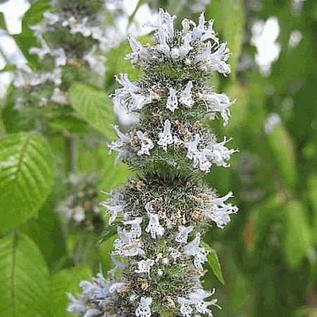 mint tree flower
