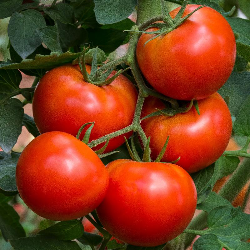 Beefsteak Heirloom Tomato Seeds